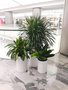 宁波鄞州绿植租赁，开启绿色办公与温馨家居新体验